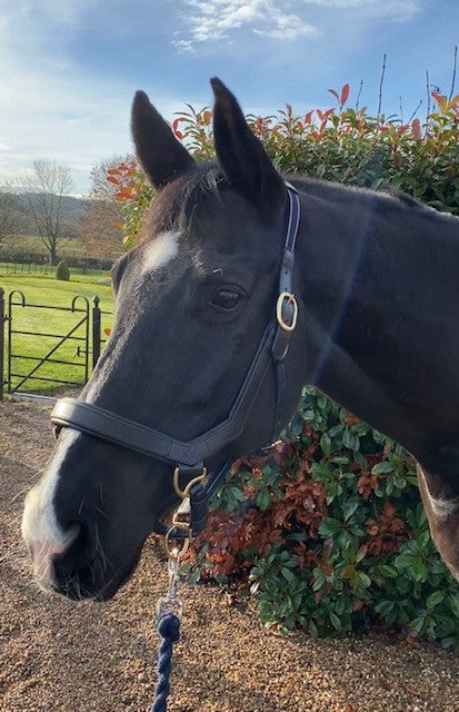 Rambo Mickem Headcollar