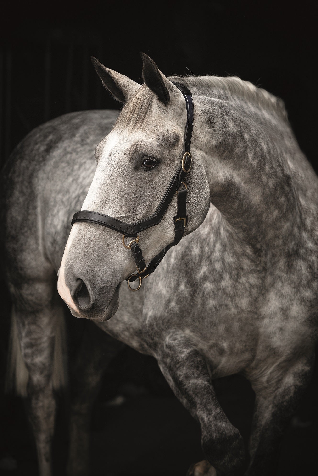 Rambo Mickem Headcollar