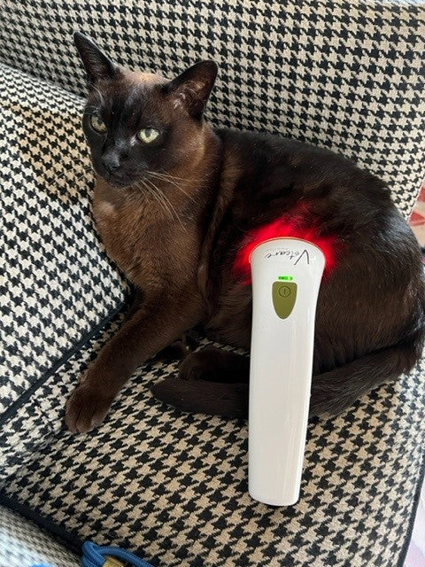 Could Red Light Therapy Help Cats with Arthritis?