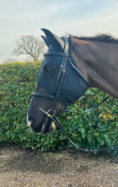 Hubble, a dark bay horse wearing a black Fenwick Liquid Titanium Calming Mask with a bridle, standing outdoors in front of a hedge.