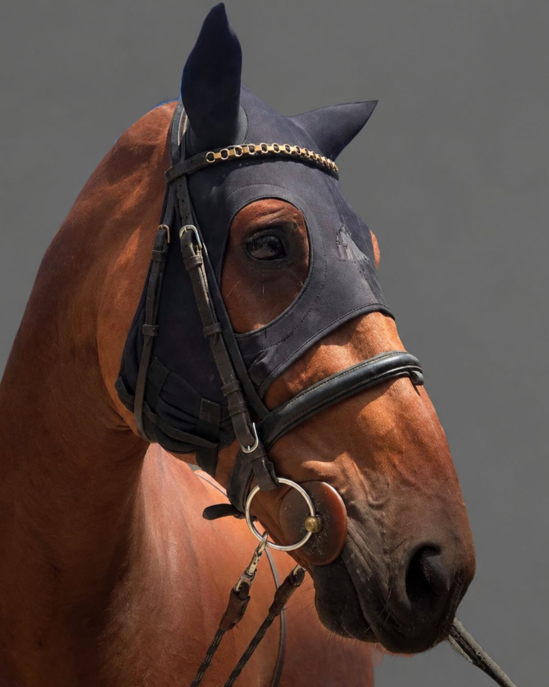 Brown horse wearing a black Fenwick Liquid Titanium Calming Mask with ear covers and a bridle