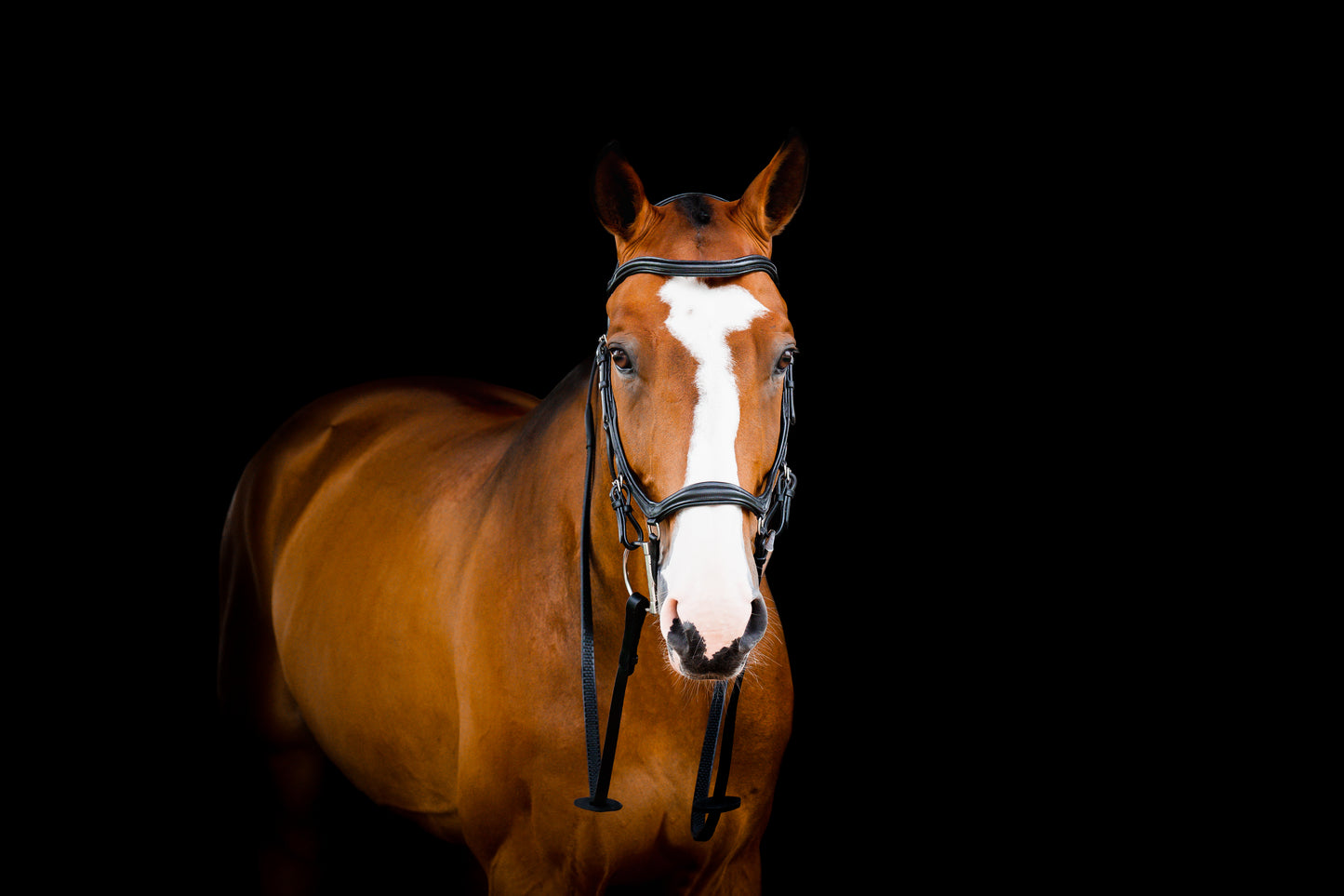 2023 Rambo Micklem 2 Multi Bridle (bitless)
