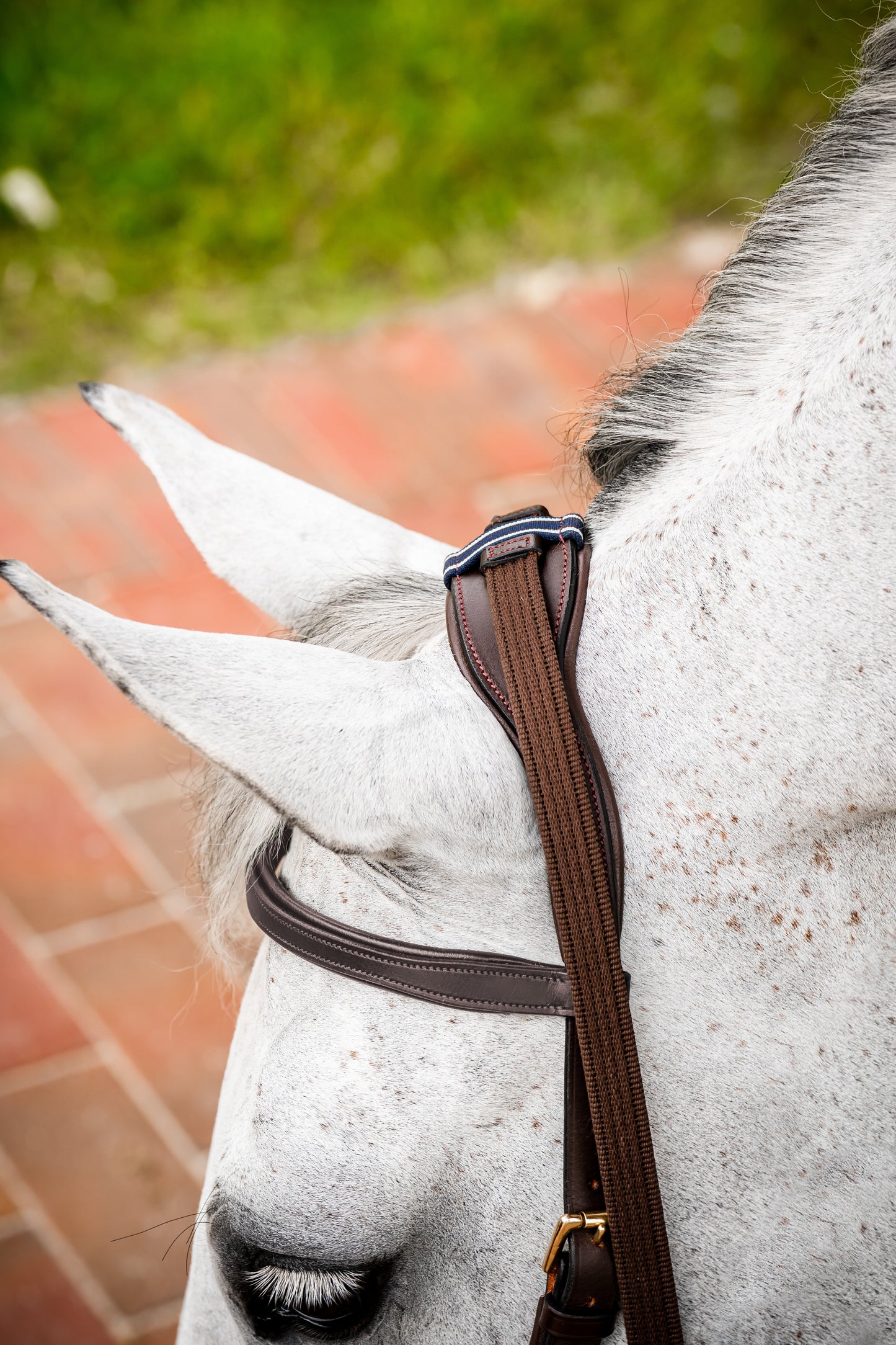 2023 Rambo Micklem 2 Multi Bridle (bitless)
