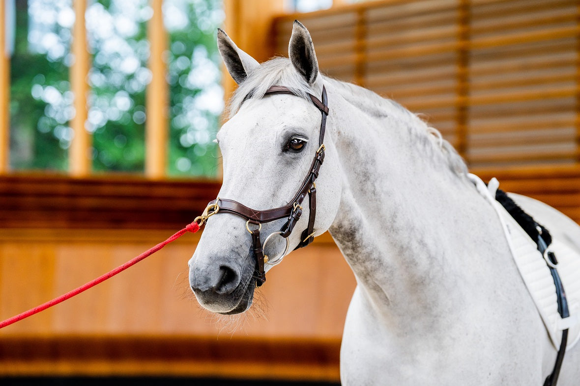 2023 Rambo Micklem 2 Multi Bridle (bitless)